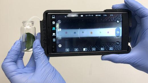 新型手機傳感器可有效監(jiān)測農(nóng)作物病害 新型手機傳感器可有效監(jiān)測農(nóng)作物病害
