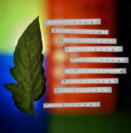 新型手機(jī)傳感器可有效監(jiān)測(cè)農(nóng)作物病害