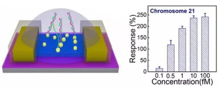 北京大學(xué)研發(fā)新型生物傳感器 用于篩查唐氏綜合癥