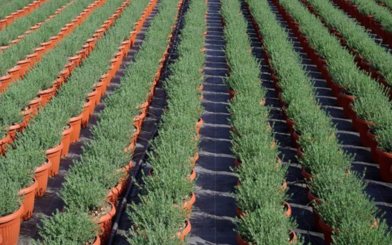 各國(guó)溫室園藝機(jī)器人推進(jìn)精準(zhǔn)農(nóng)業(yè)生產(chǎn)技術(shù)進(jìn)步