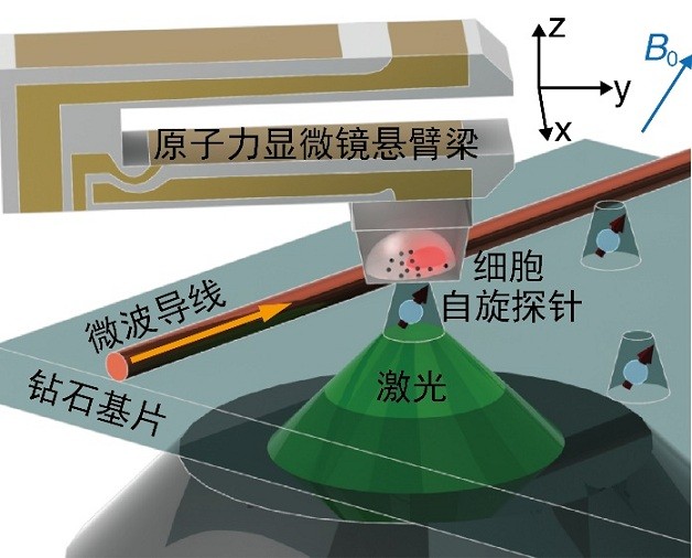 給肝癌細(xì)胞拍"超清寫真"，"鉆石傳感器"分辨率可達(dá)10納米