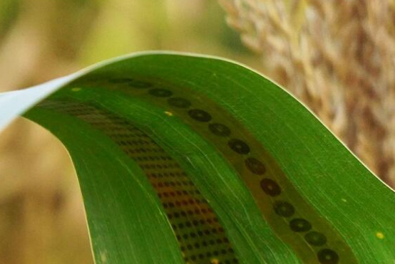小型的石墨烯“植物紋身傳感器”可檢測(cè)農(nóng)作物用水量