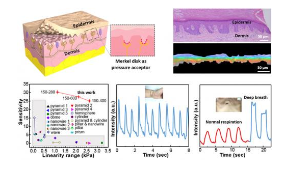 清華大學(xué)仿生石墨烯壓力傳感器課題研究取得重要進(jìn)展