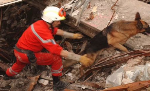 【傳感頭條】今日看點：犬式嗅覺傳感器探測地震廢墟下生命